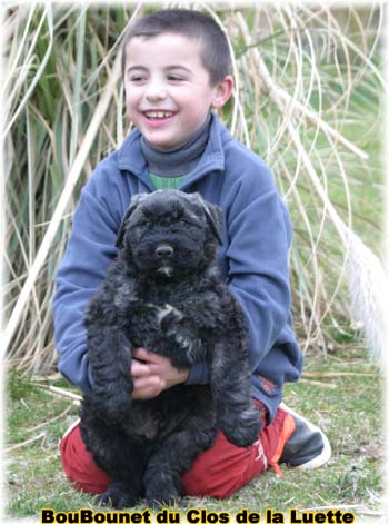 bouvier des flandres photo chiot - Elevage Clos Luette -  COPYRIGHT DEPOSE